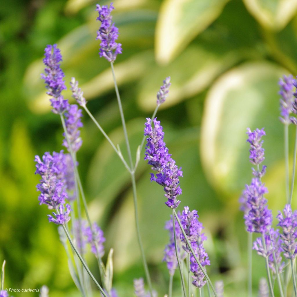 Lavandula intermedia Platinum Blonde - Provence-Lavendel