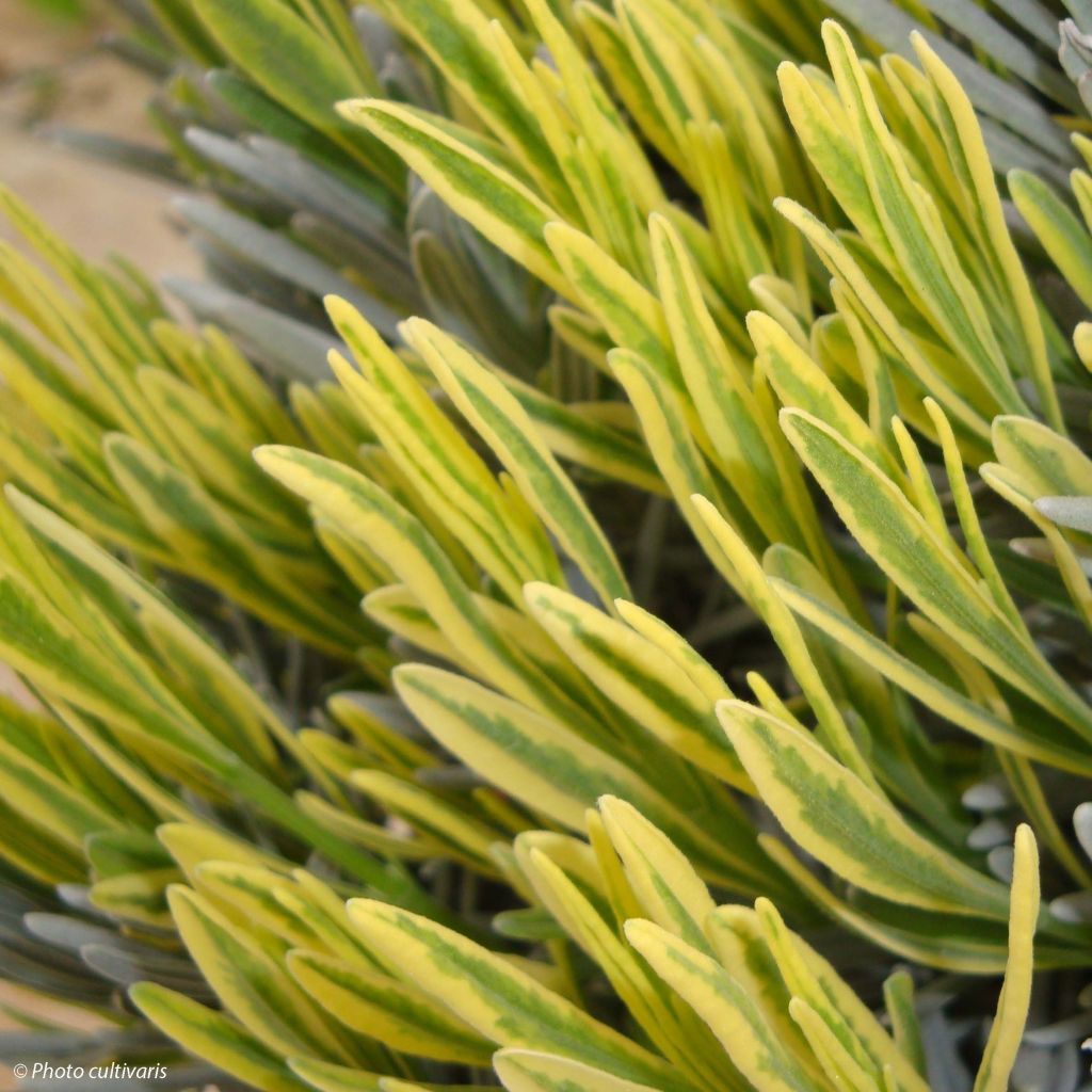 Lavandula intermedia Platinum Blonde - Provence-Lavendel