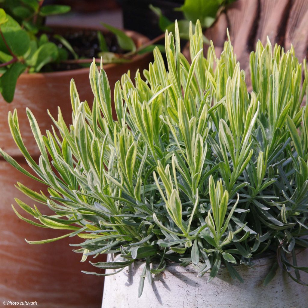 Lavandula intermedia Platinum Blonde - Provence-Lavendel