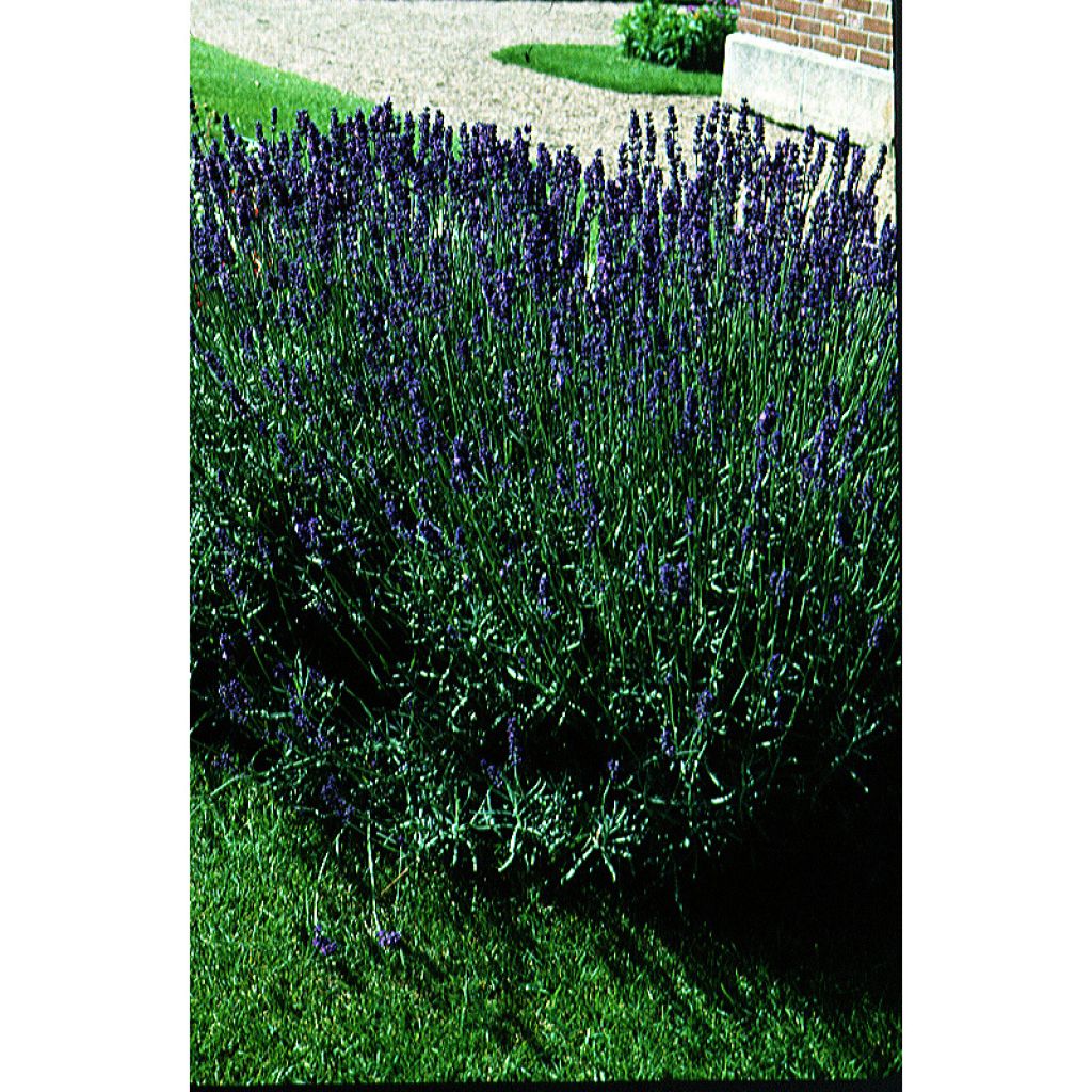 Echter Lavendel Bio - Lavandula vera - angustifolia