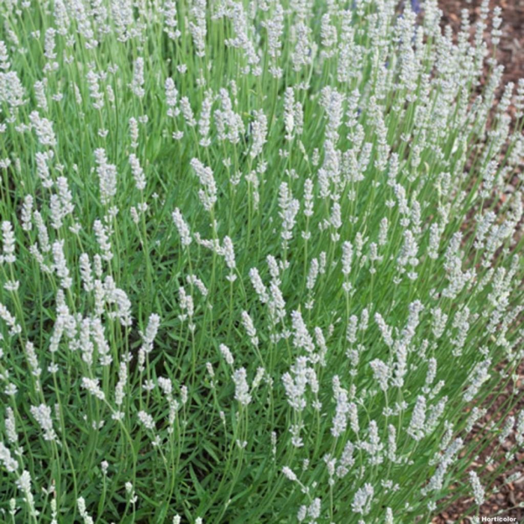 Lavandula intermedia Edelweiss - Provence-Lavendel