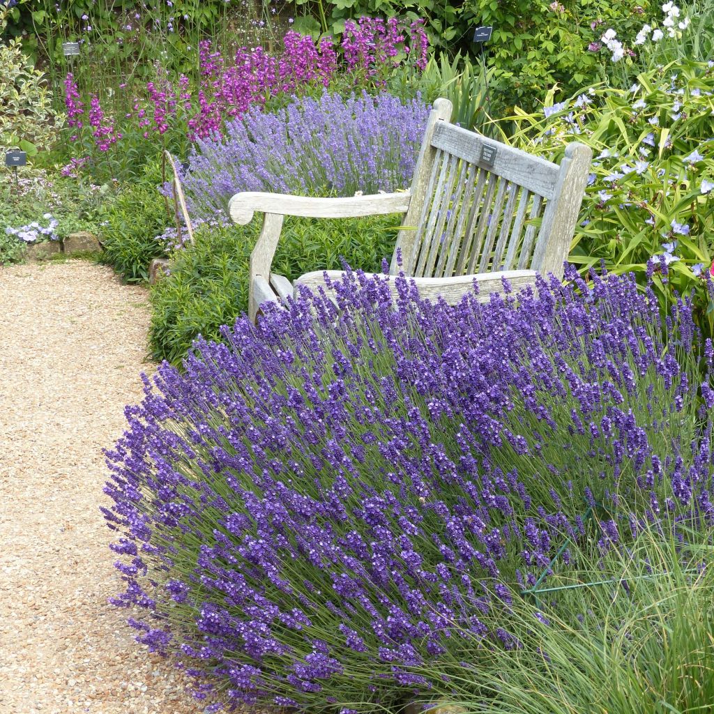 Lavandula angustifolia Hidcote - Echter Lavendel