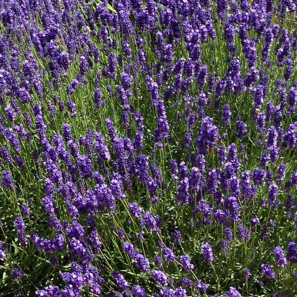 Lavandula angustifolia Hidcote - Echter Lavendel