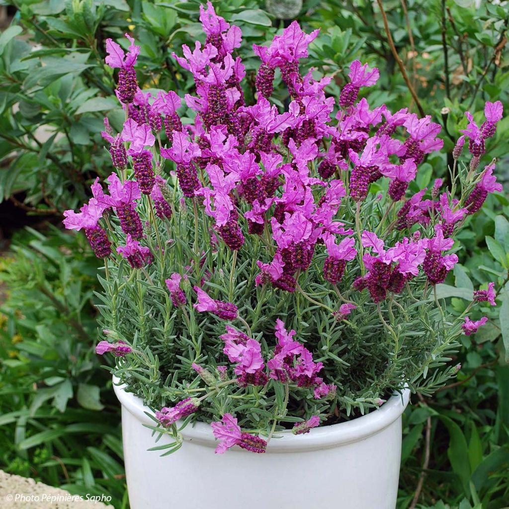 Lavandula stoechas The Princess - Schopf-Lavendel