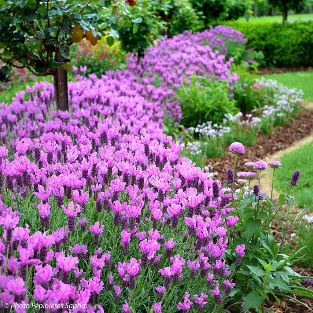 Lavandula stoechas The Princess - Schopf-Lavendel