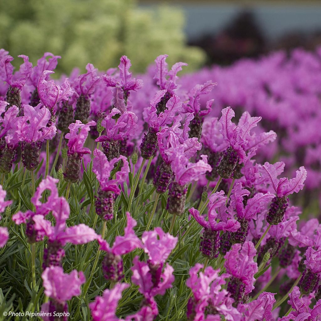 Lavandula stoechas The Princess - Schopf-Lavendel