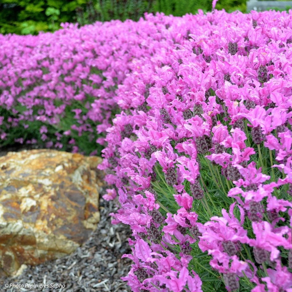 Lavandula stoechas The Princess - Schopf-Lavendel