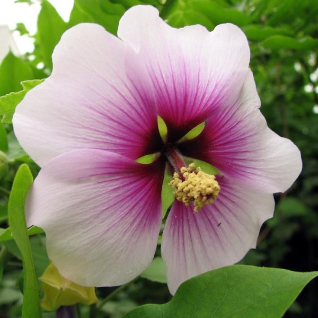 Lavatera maritima Bicolor - Mittelmeer-Strauchmalve