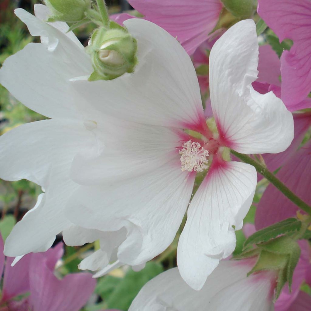 Buschmalve Blushing Bride - Lavatera