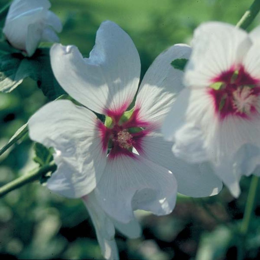 Lavatère - Lavatera Blushing Bride