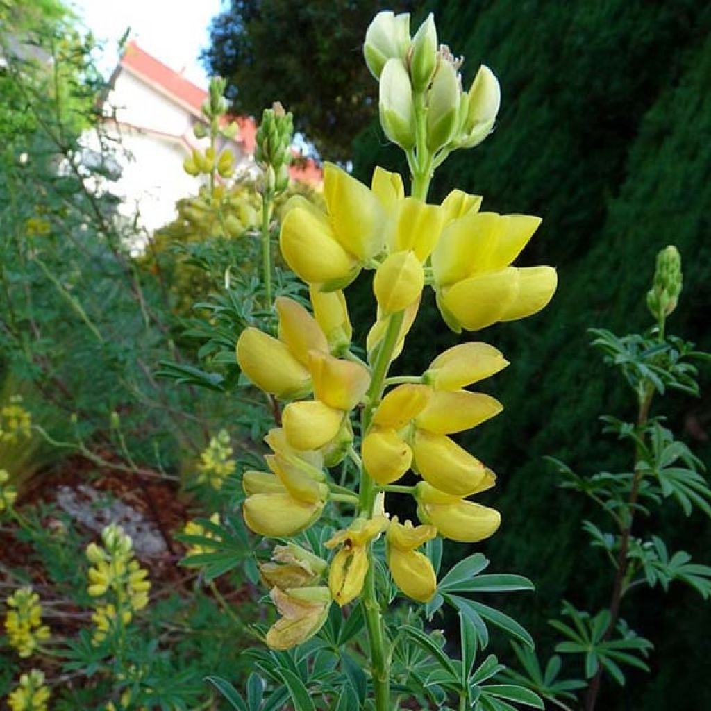 Baum-Lupine - Lupinus arboreus