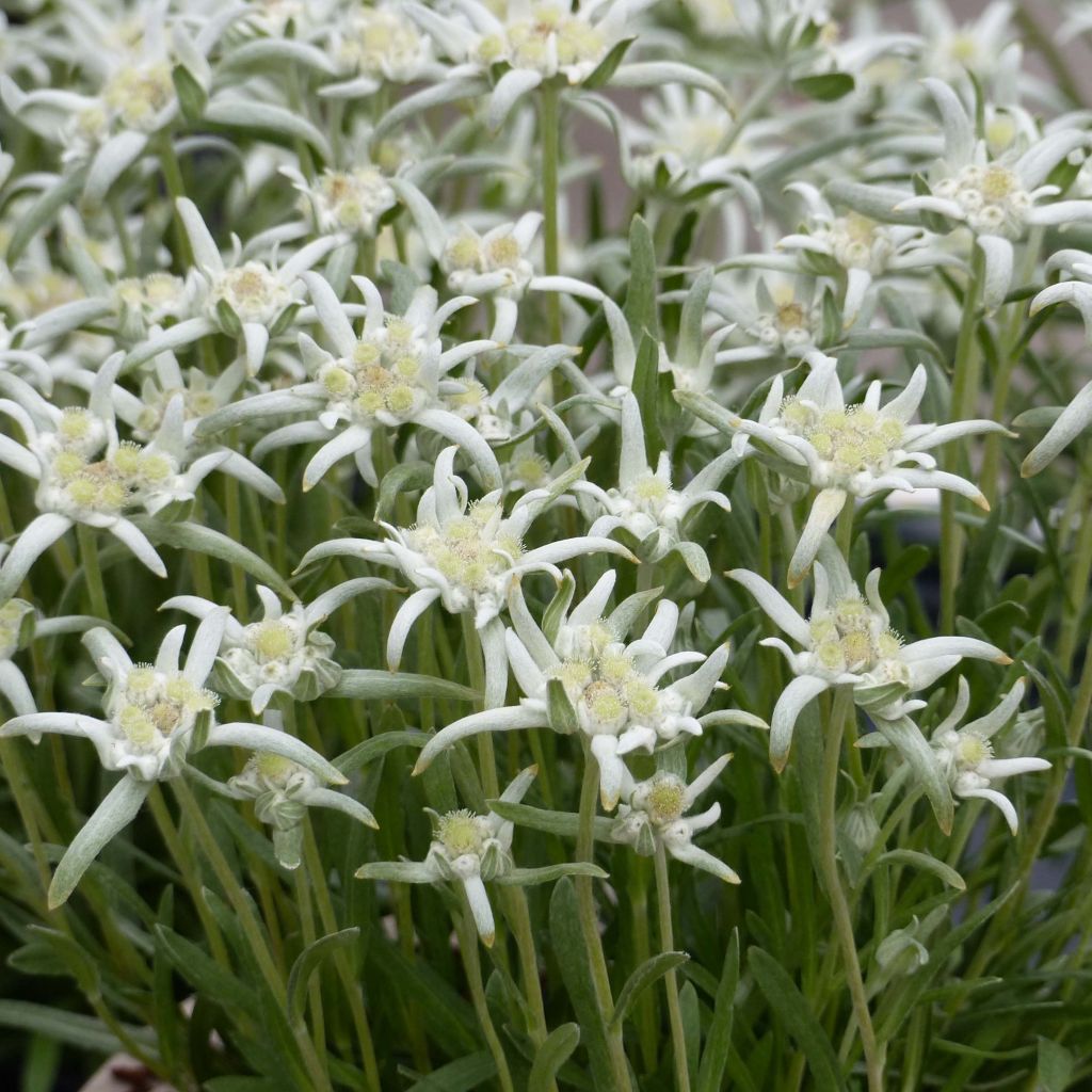 Alpen-Edelweiß Blossom of Snow - Leontopodium alpinum