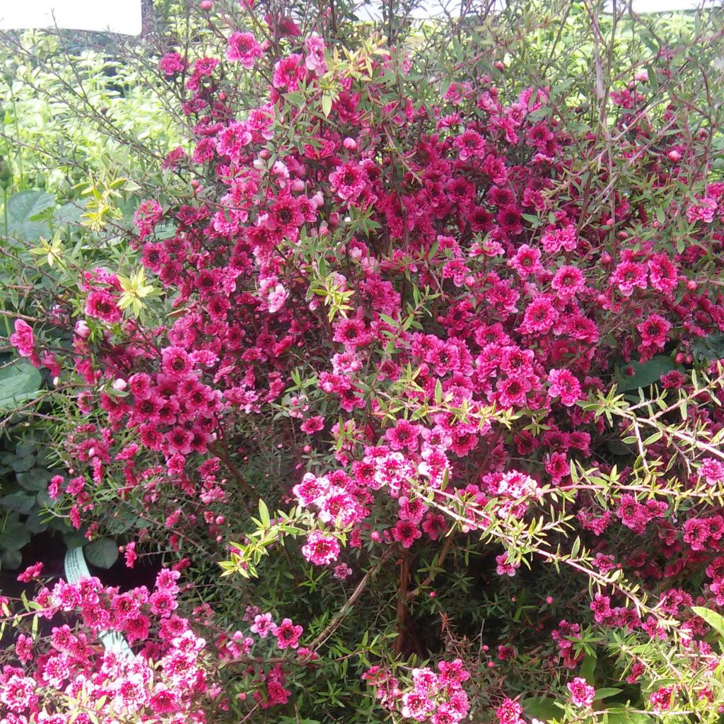 Leptospermum scoparium Wiri Kerry - Steinsame