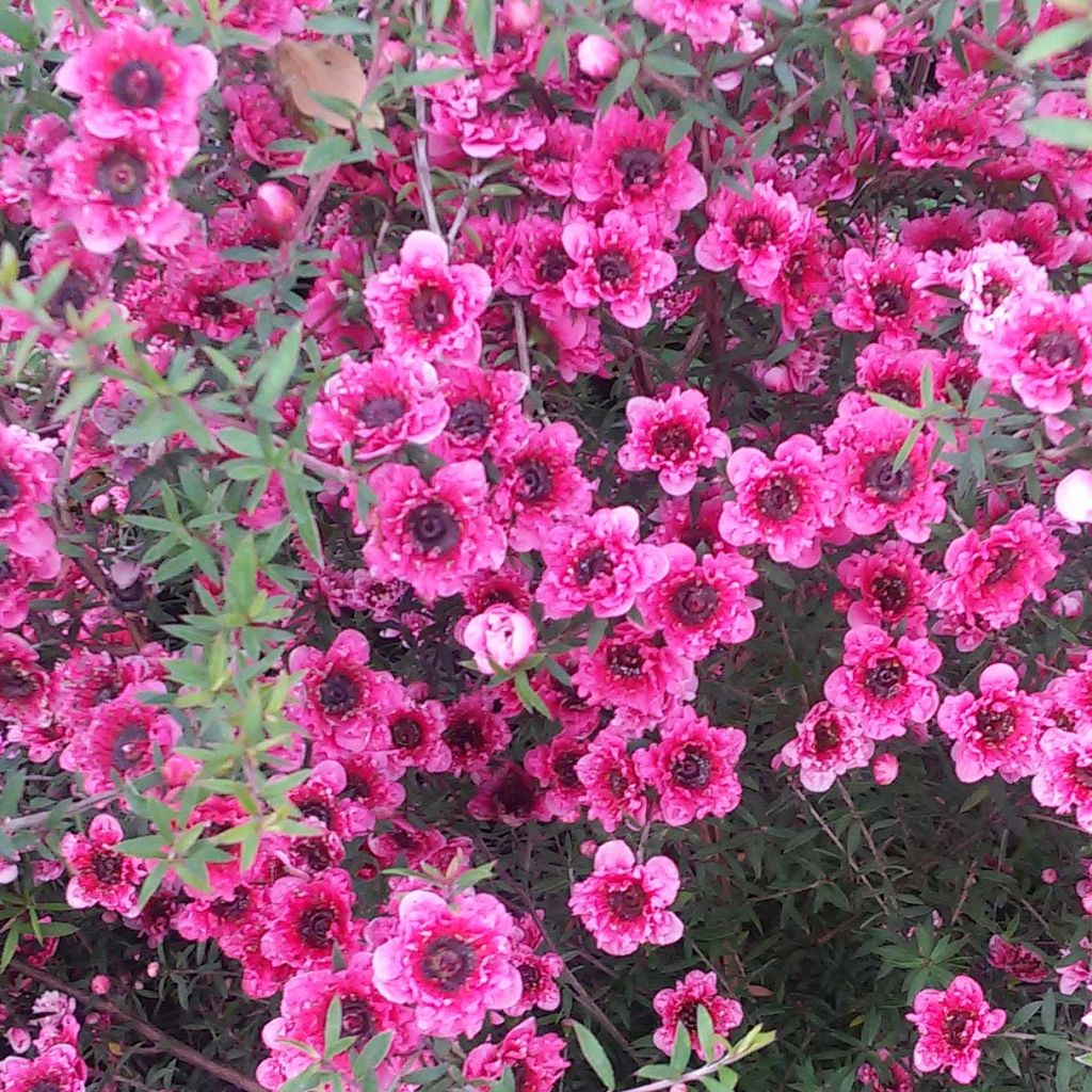 Leptospermum scoparium Wiri Kerry - Steinsame