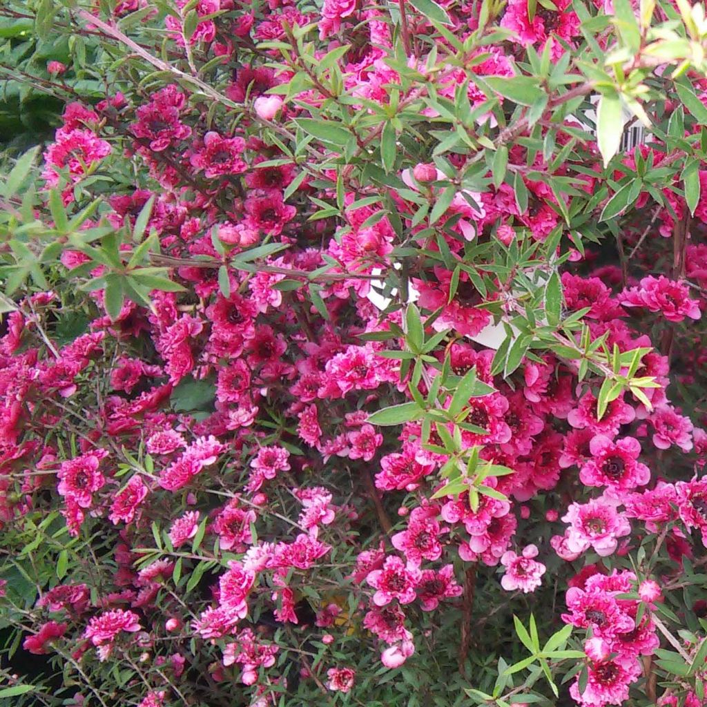 Leptospermum scoparium Wiri Kerry - Steinsame