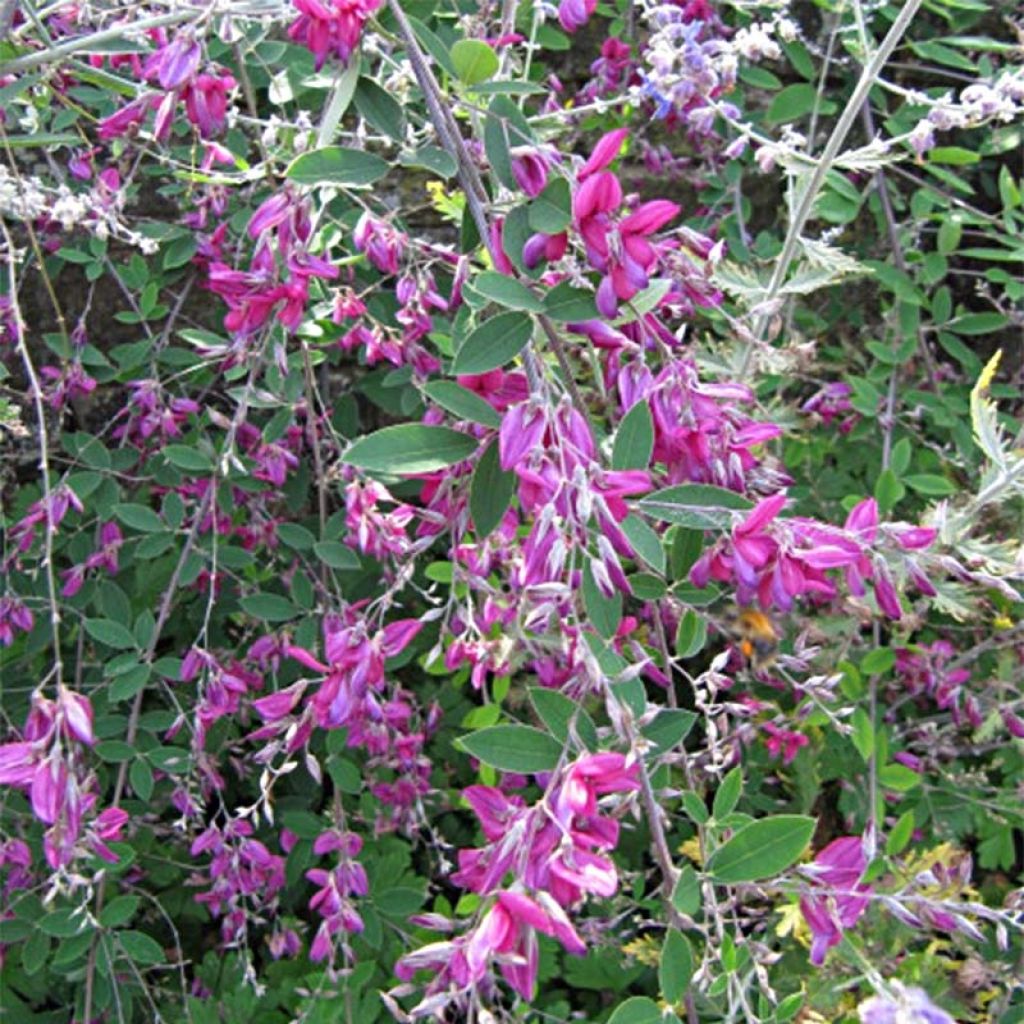 Lespedeza thunbergii - Thunbergs Buschklee