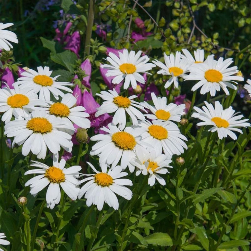 Großblumige Margerite Petite Princesse d'Argent - Leucanthemum