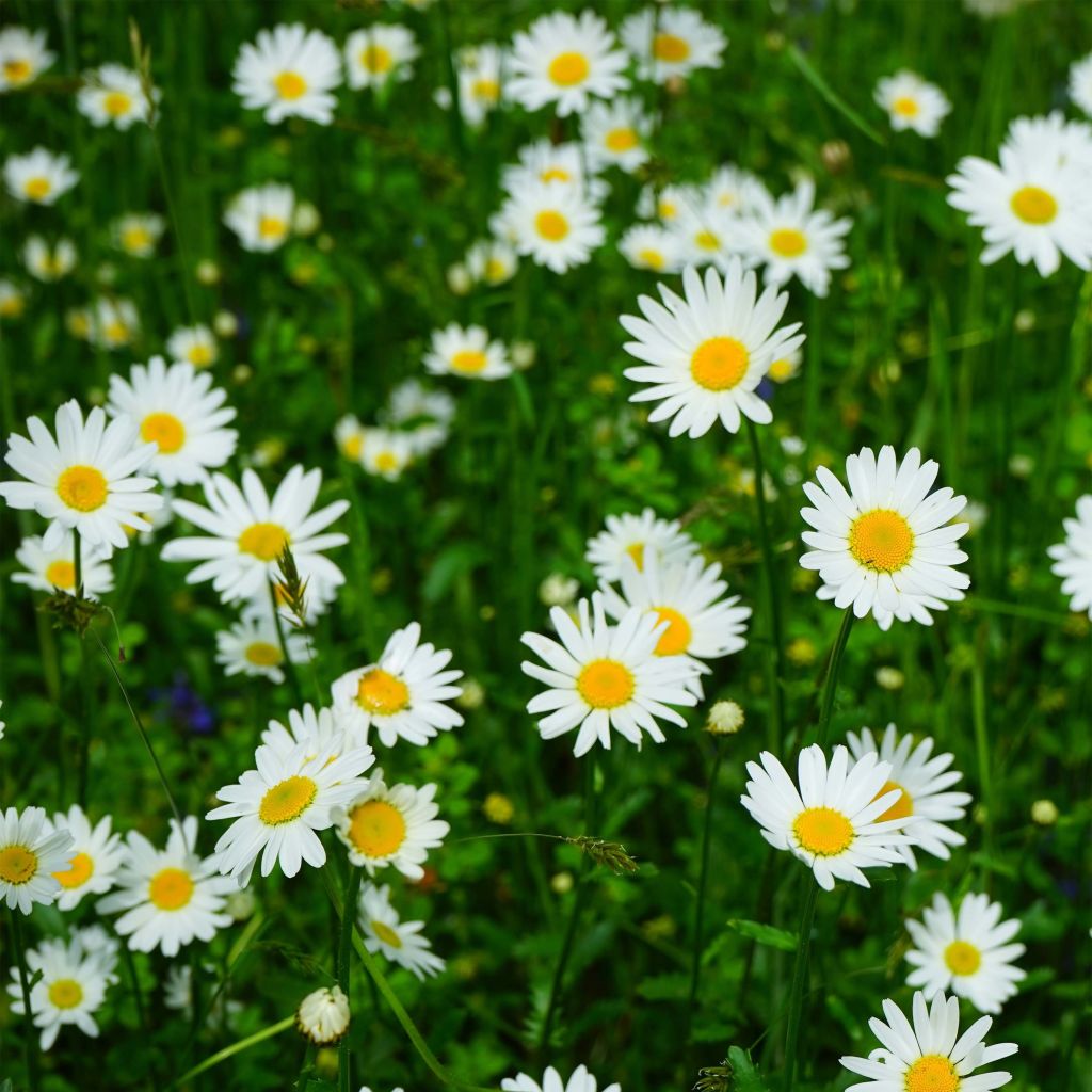 Großblumige Margerite Petite Princesse d'Argent - Leucanthemum