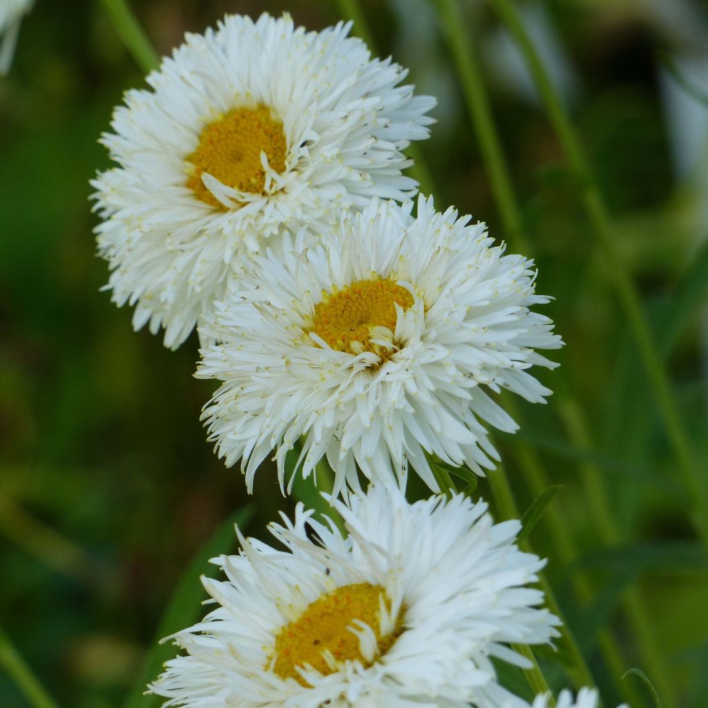 Großblumige Margerite Shapcott Summer Clouds - Leucanthemum