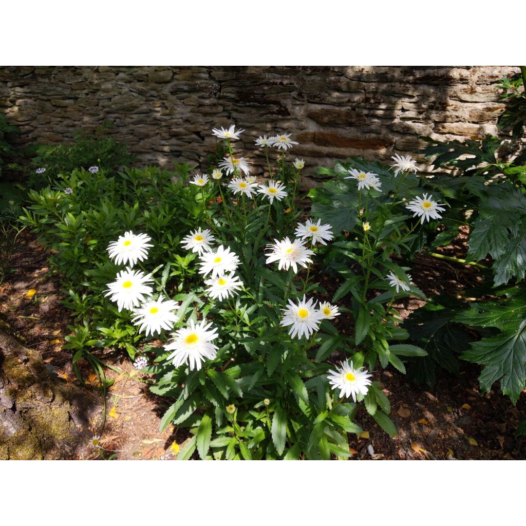 Großblumige Margerite Christine Hagemann - Leucanthemum