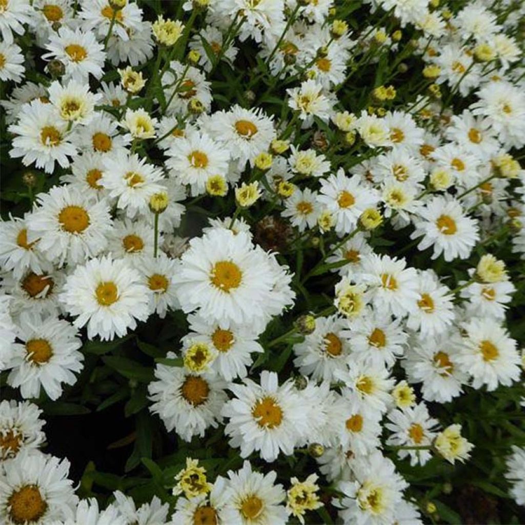 Großblumige Margerite Freak - Leucanthemum