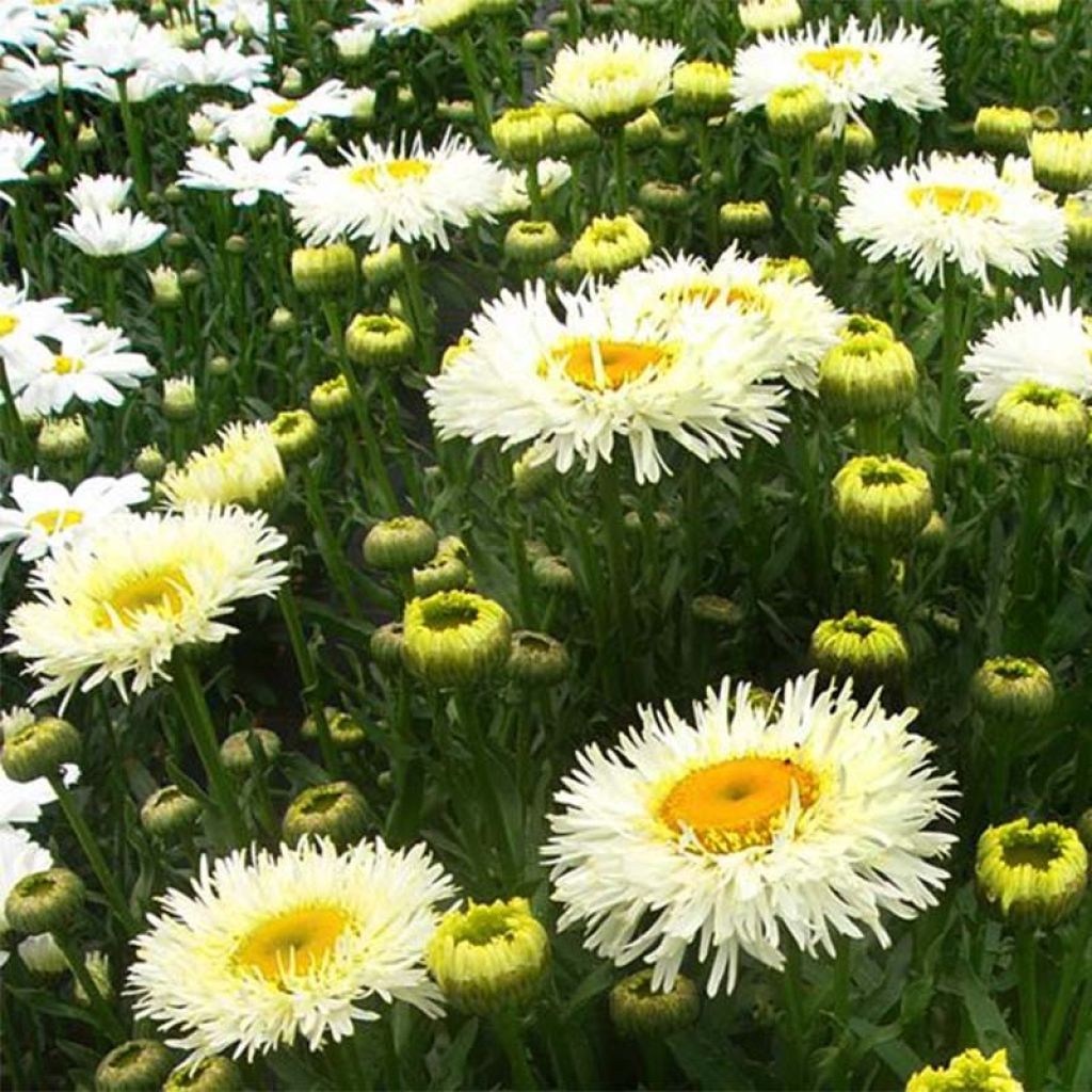 Großblumige Margerite Real Galaxy - Leucanthemum