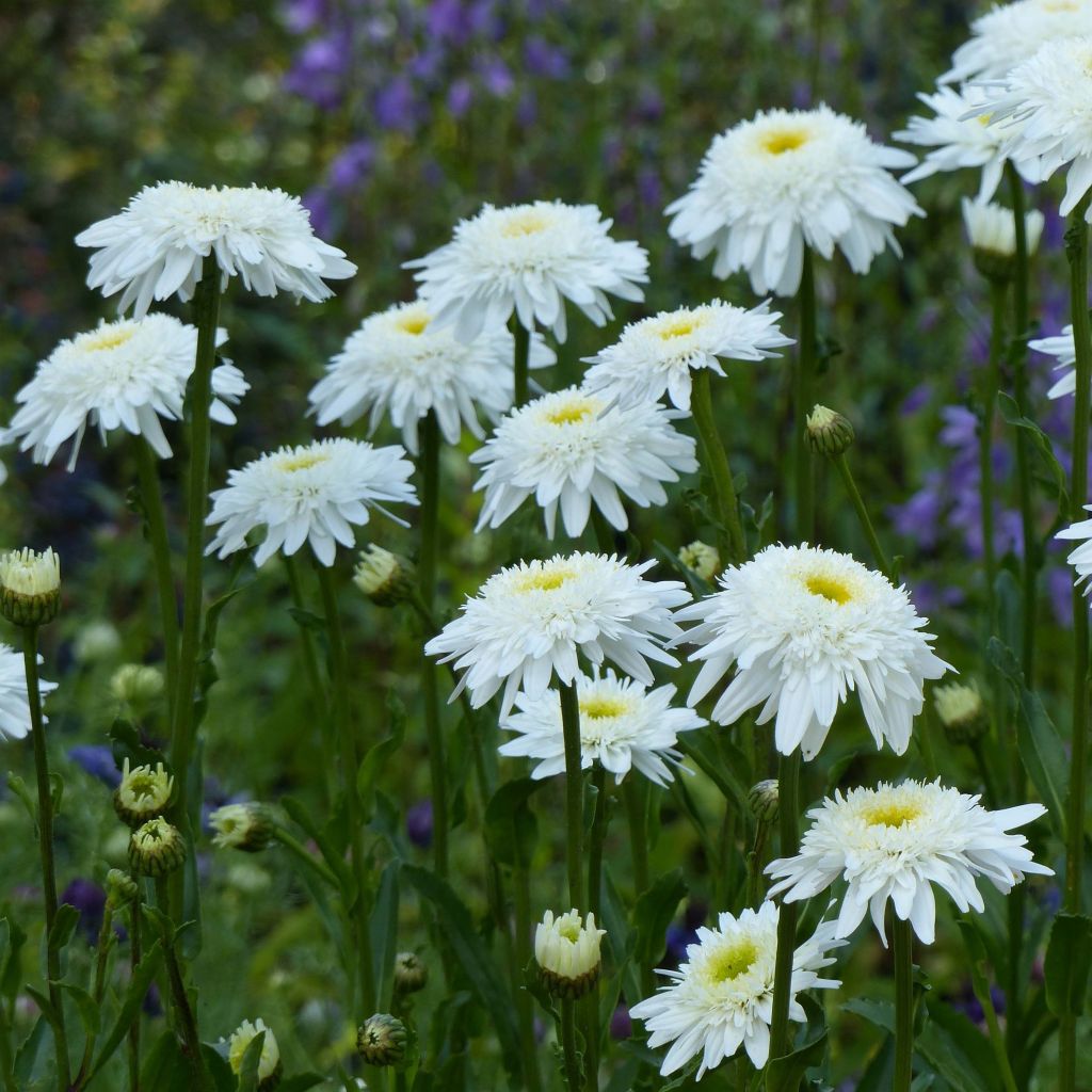 Großblumige Margerite Wirral Supreme - Leucanthemum