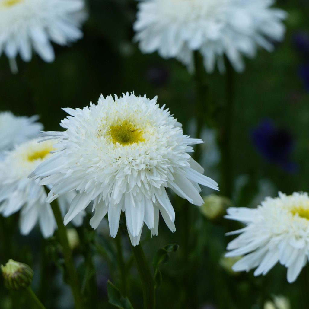 Großblumige Margerite Wirral Supreme - Leucanthemum