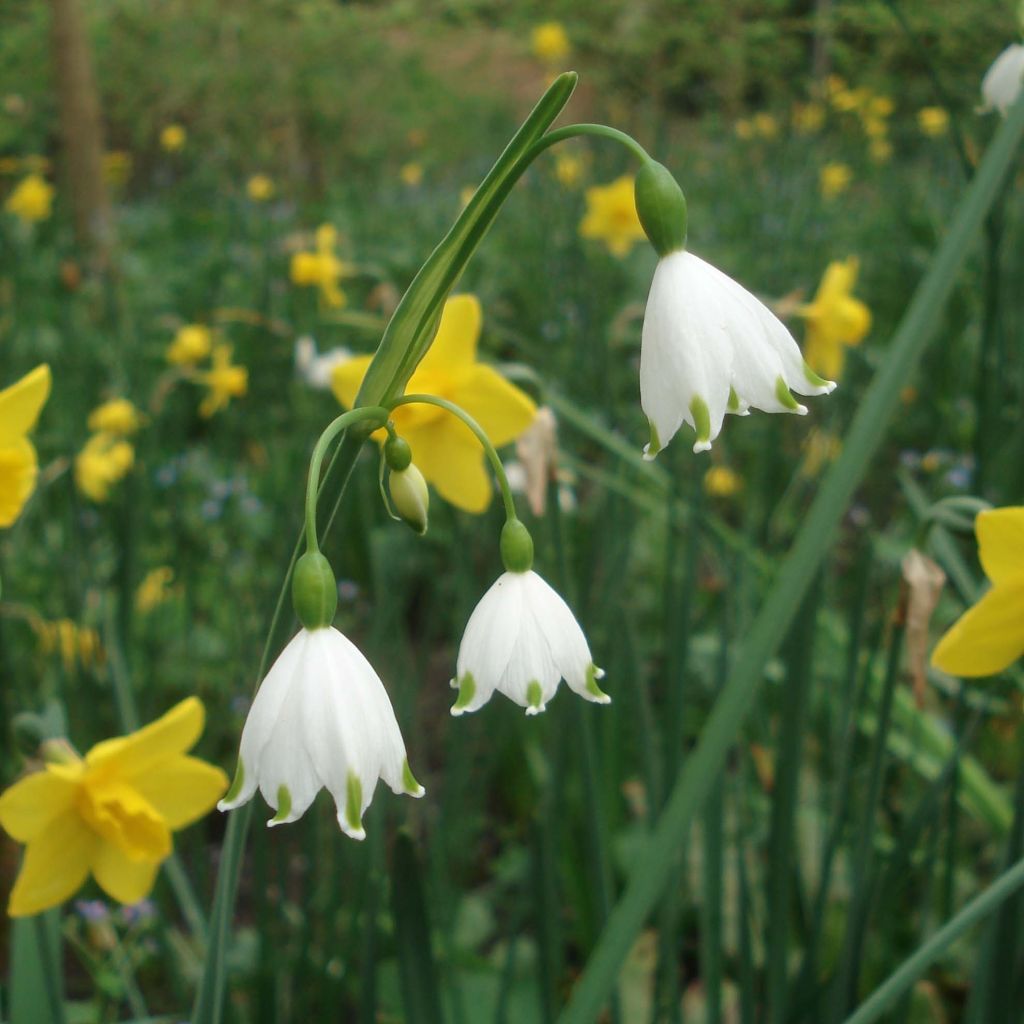 Leucojum aestivum Gravetye Giant - Sommer-Knotenblume