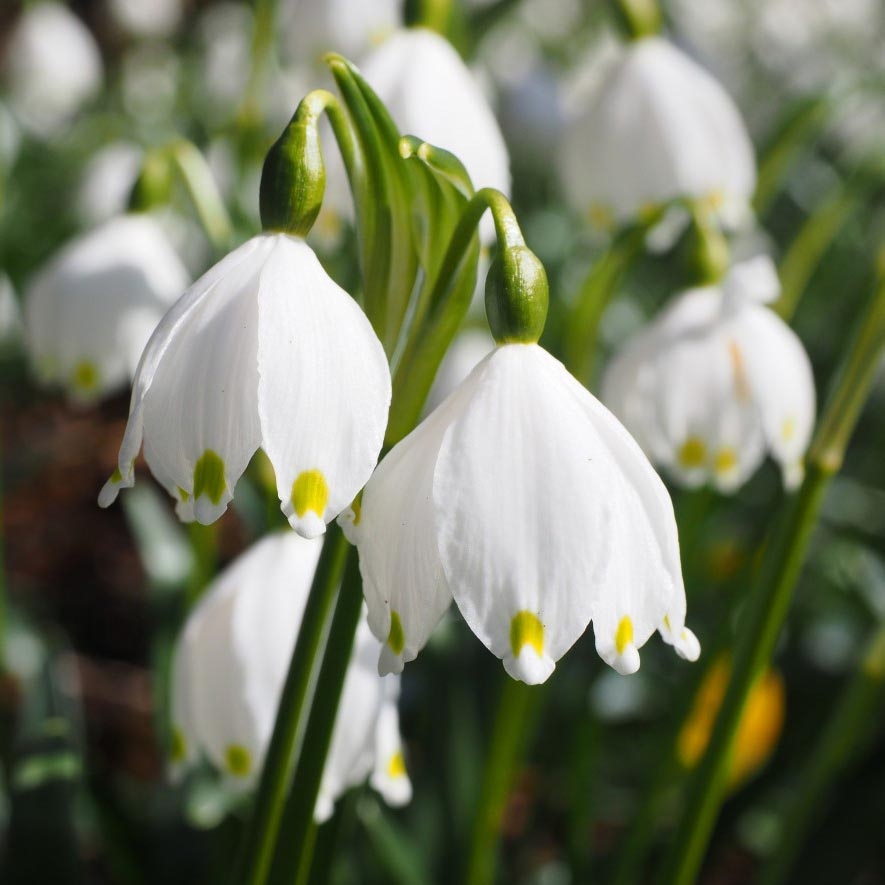 Leucojum vernum - Märzbecher