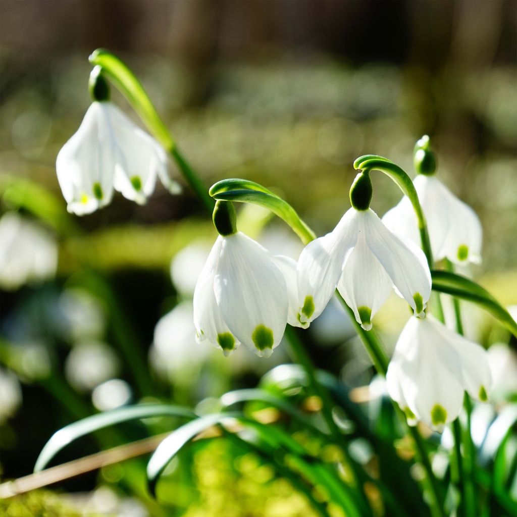 Leucojum vernum - Märzbecher