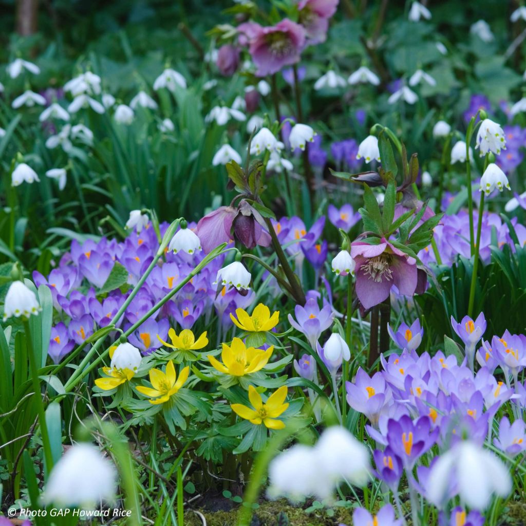 Leucojum vernum - Märzbecher