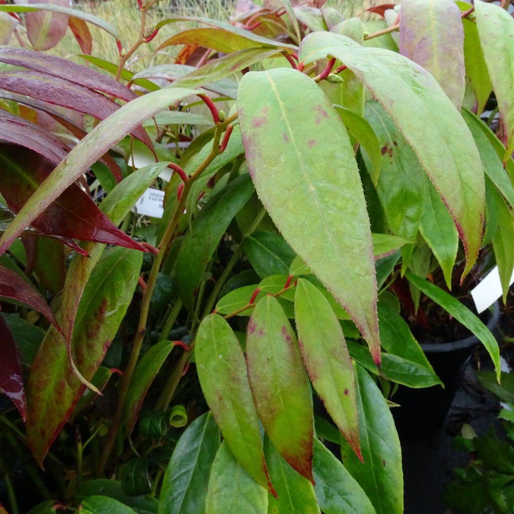 Traubenheide Royal Ruby - Leucothoe walteri