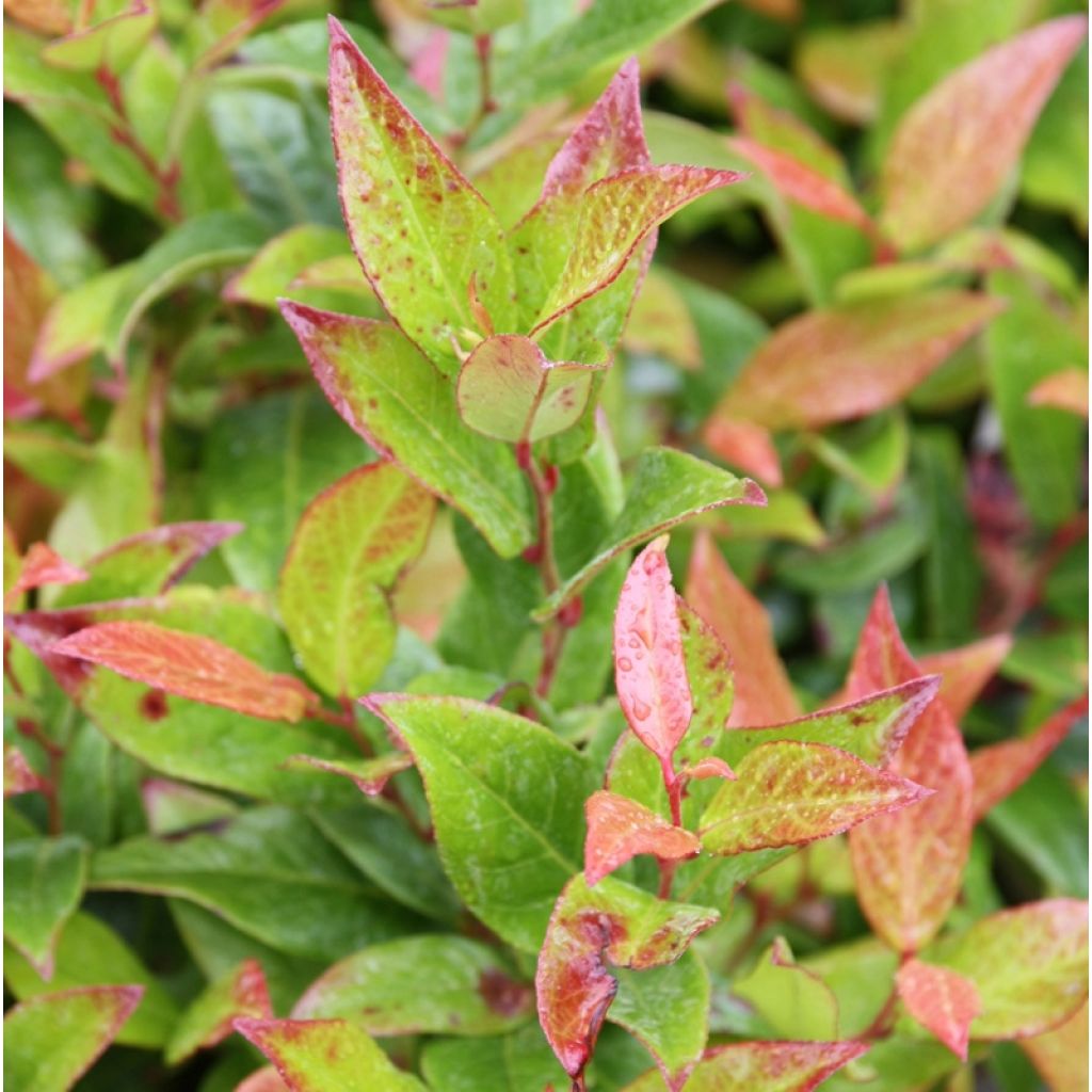 Traubenheide Scarletta - Leucothoe fontanesiana