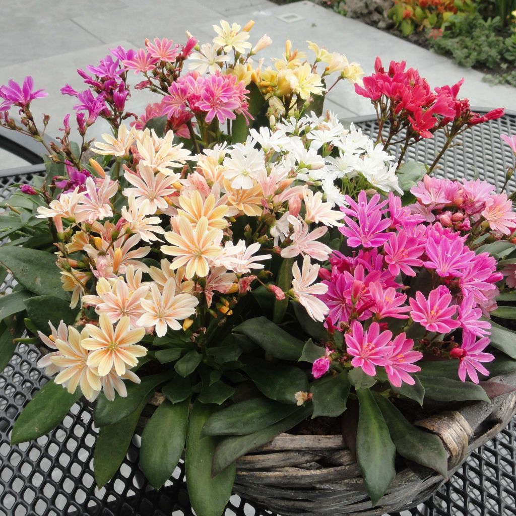 Lewisia cotyledon Elise Mix - Bitterwurz