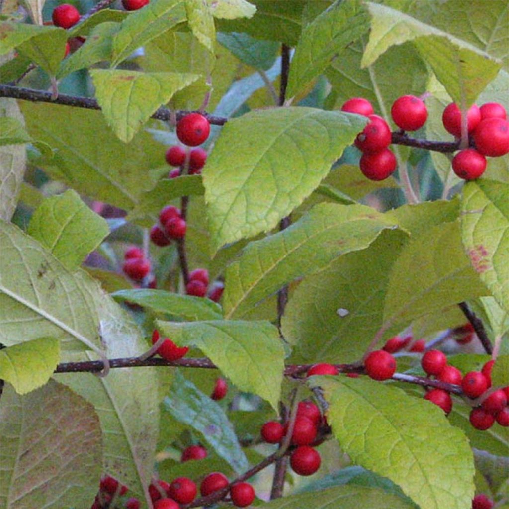 Ilex verticillata - Korallenhülse