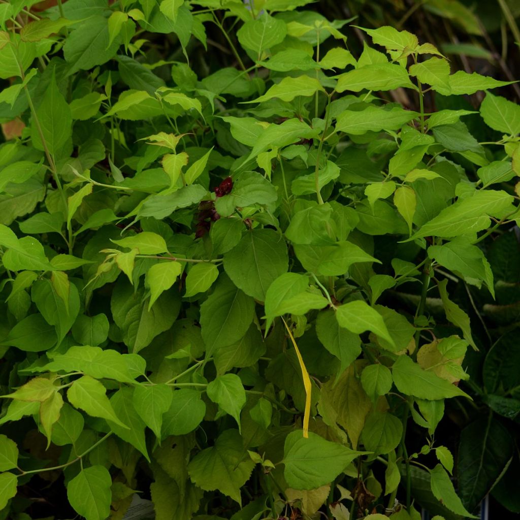 Leycesteria formosa Golden Lanterns - Buntdachblume