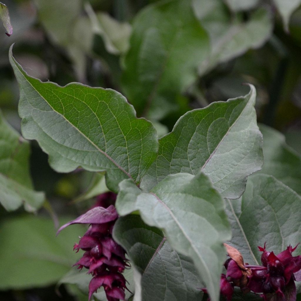 Leycesteria formosa Purple Rain - Buntdachblume