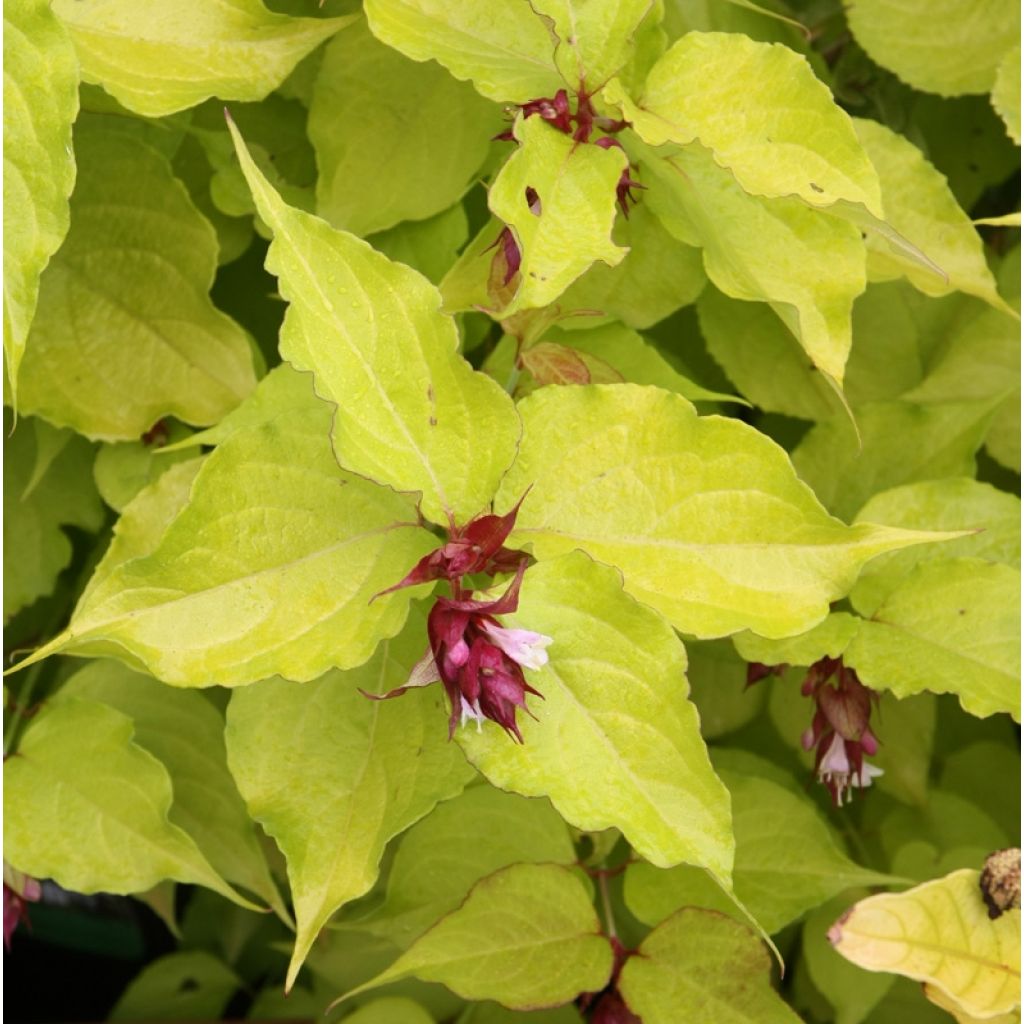 Leycesteria formosa Golden Lanterns - Buntdachblume