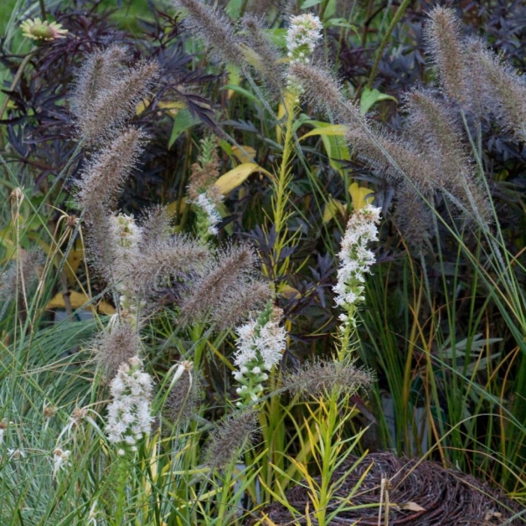 Ährige Prachtscharte Alba - Liatris spicata