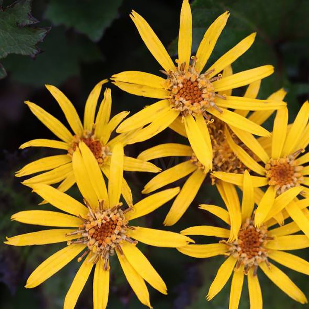 Ligularia dentata Little Golden Ray - Strauß-Goldkolben