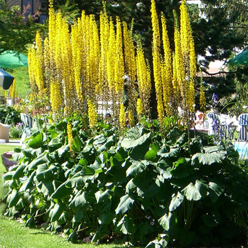 Ligularia stenocephala The Rocket - Kerzen-Goldkolben