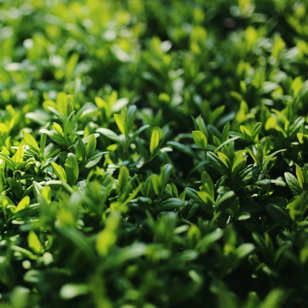 Ligustrum japonicum Green Century - Troène du Japon