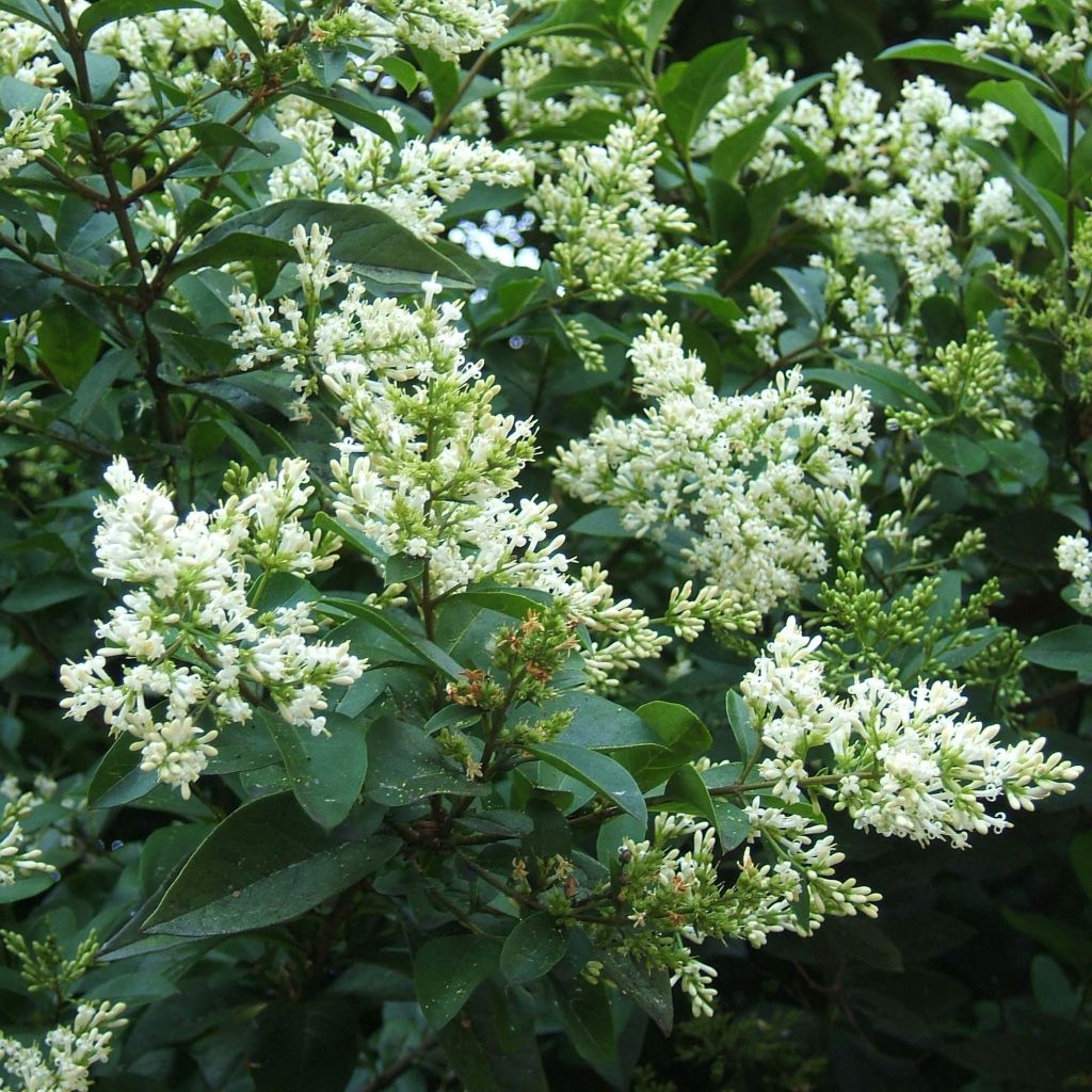 Ovalblättriger Liguster - Ligustrum ovalifolium