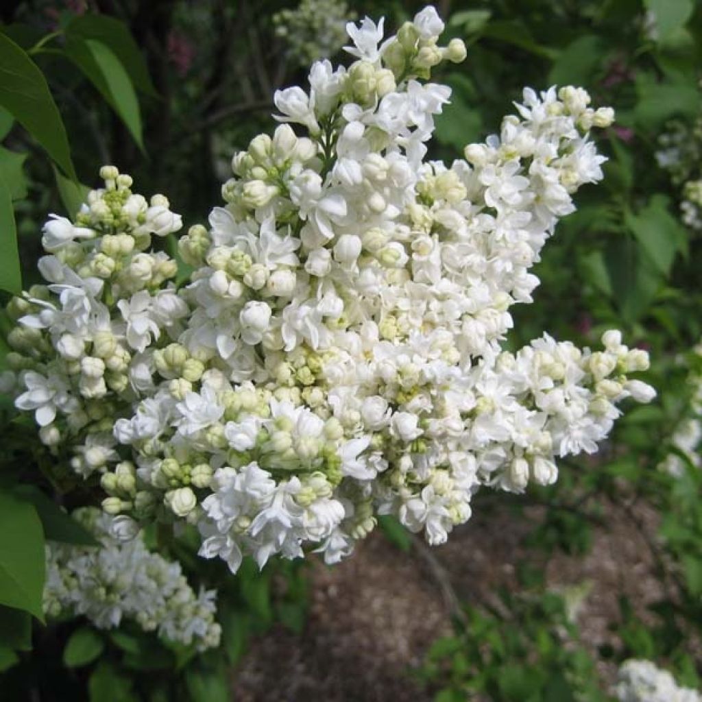 Edelflieder Madame Lemoine - Syringa vulgaris