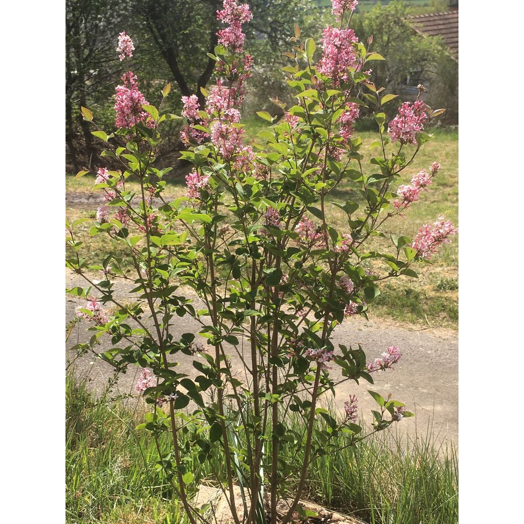 Zwerg-Flieder Superba - Syringa microphylla