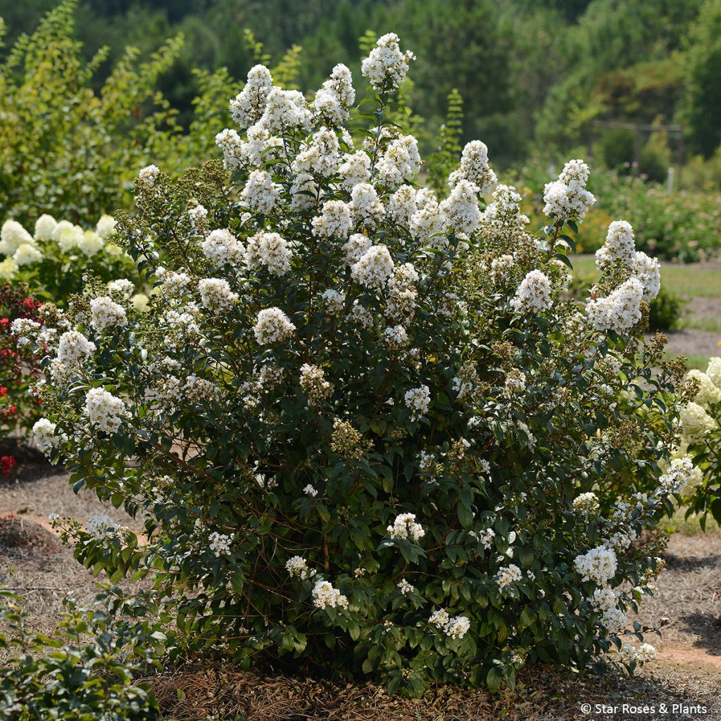 Chinesische Kräuselmyrte Enduring White - Lagerstroemia