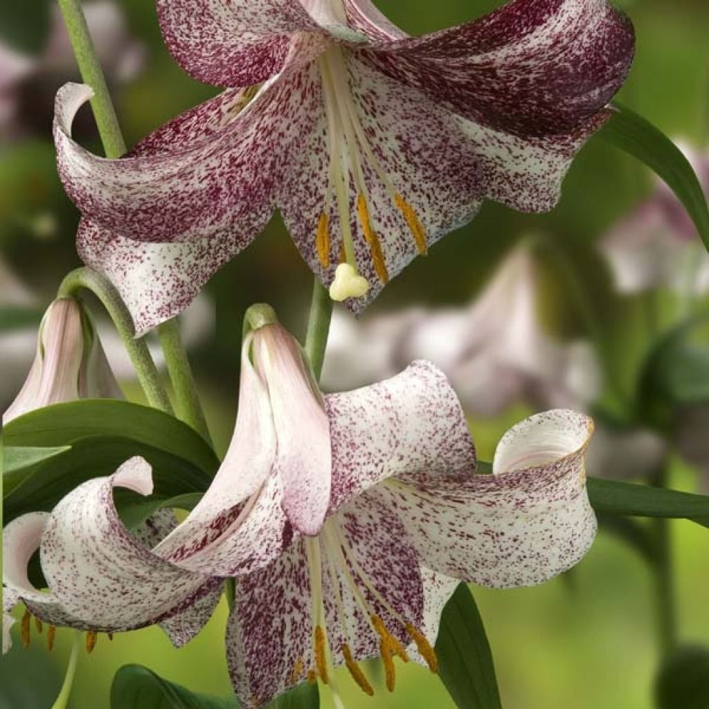 Orientalische Lilie Lankon - Lilium