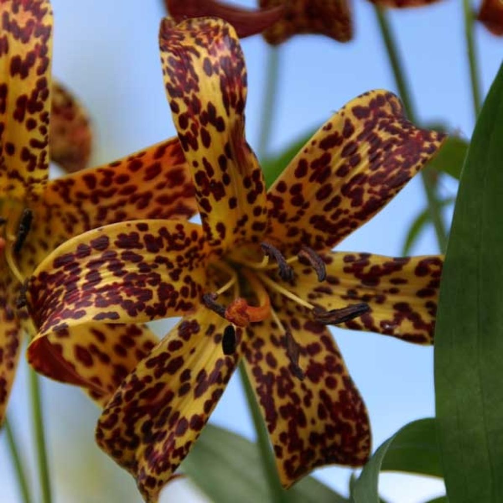 Kanadische Lilie - Lilium canadense