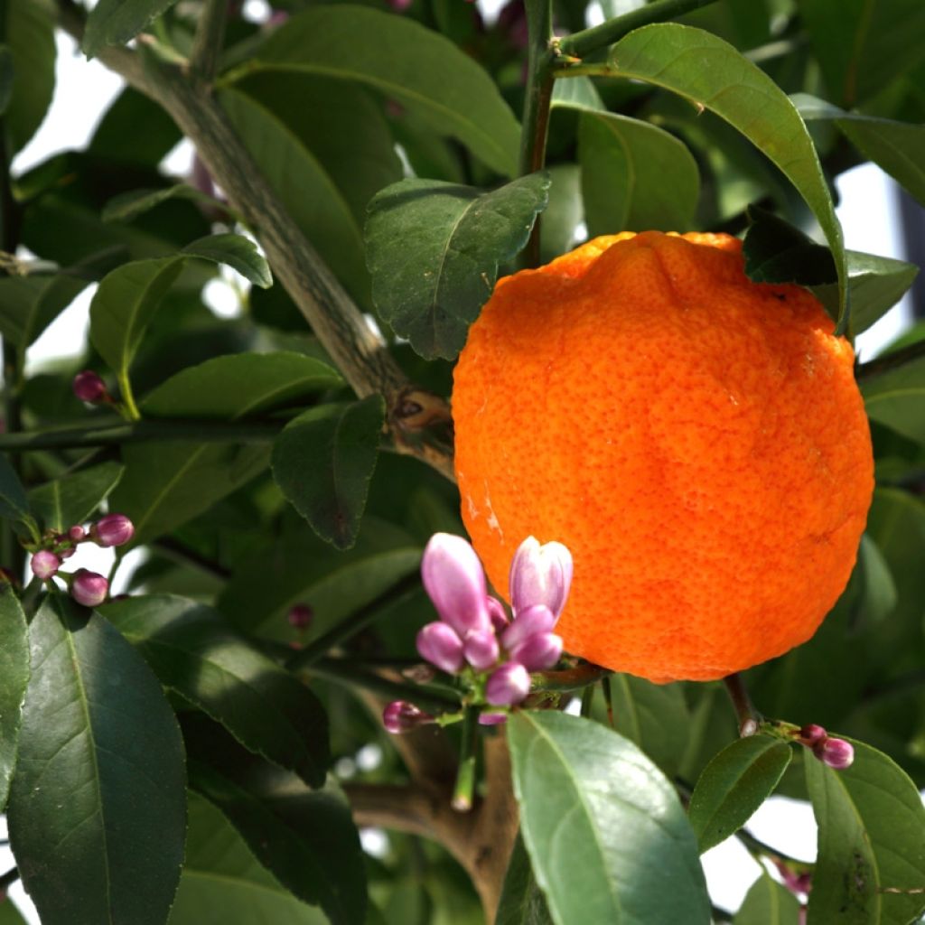 Echte Limette Red Lime - Citrus x aurantiifolia